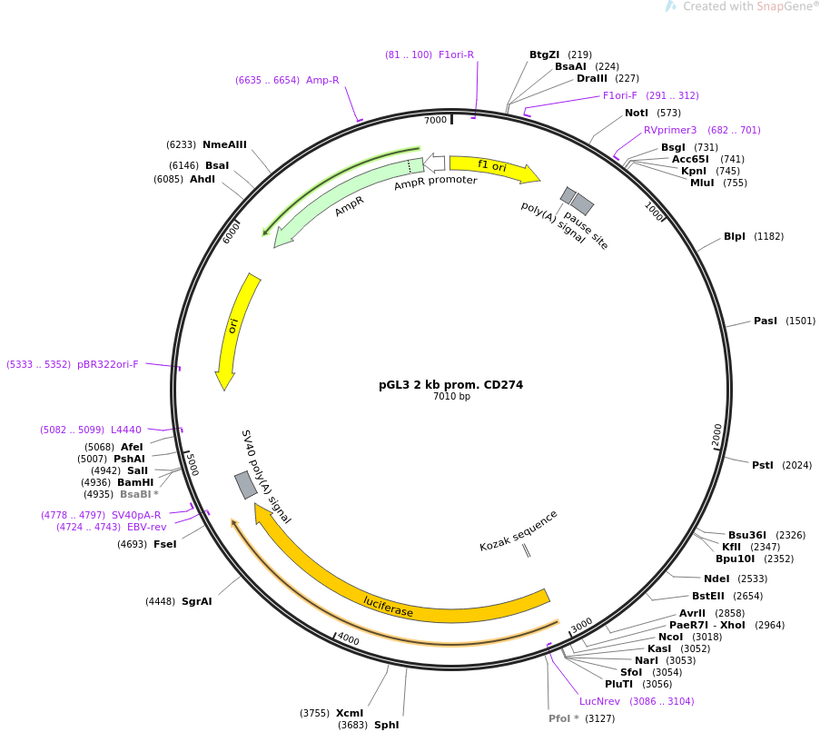pGL3 2 kb prom. CD274质粒图谱